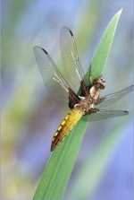 Yvette Maréchal - Libellula quadrimaculata